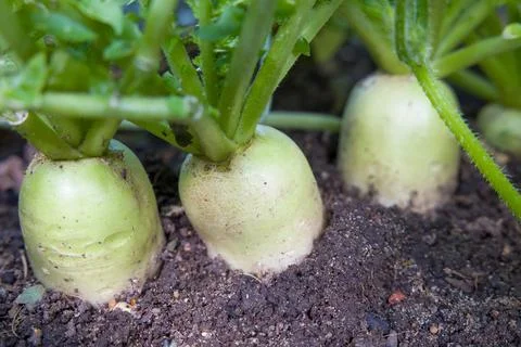 Daikon (mooli) radish, root vegetables growing in a UK garden Stock Photos