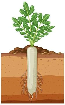Daikon plant with root system Stock Illustration