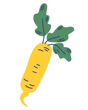 Daikon radish with green stem. Vegetable root. White radish, fresh veggie wit Stock Illustration