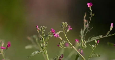 Daikon Radish (Raphanus sativus var. longipinnatus) Flower in Bloom – Garden Clo Stock Footage 313040935
