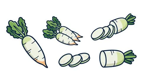 Daikon Radish Vector Collection Stock Illustration