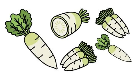 Daikon Radish Vector Set with Bundles and Cut Sections Stock Illustration