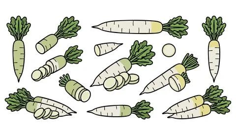 Daikon Radish Vector Set with Slices Stock Illustration