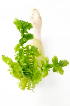 Daikon radish  on white Stock Photos