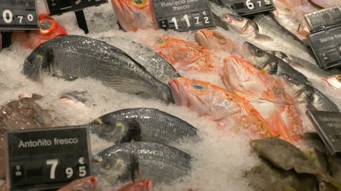 Daily catch fresh fish at the fish market in 4k slow motion 60fps Stock Footage 113263553