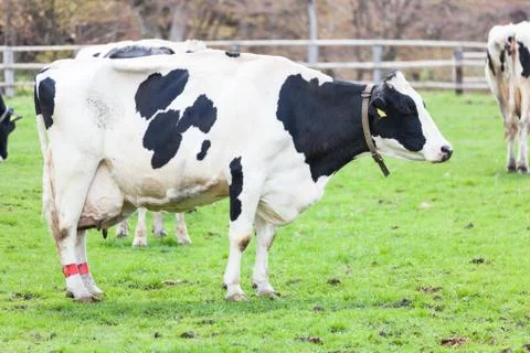 Daily cattle 写真素材