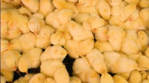 Daily chickens are a lot of broilers. Selective focus. Stock-Footage 151889651