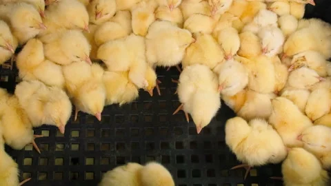 Daily chickens are a lot of broilers. Selective focus. Stock Footage 151919469