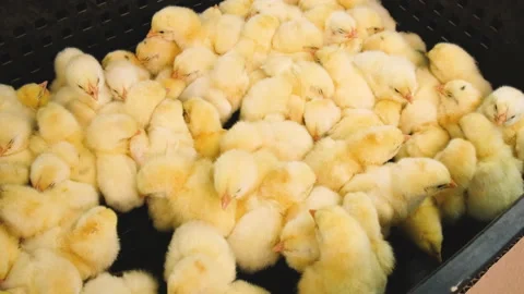 Daily chickens are a lot of broilers. Selective focus. Stock-Footage 151919786