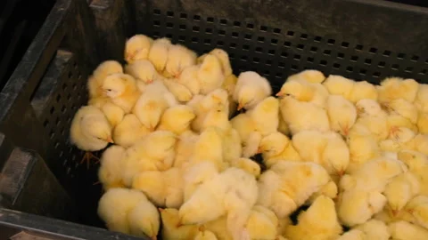 Daily chickens are a lot of broilers. Selective focus. Stock-Footage 151920041