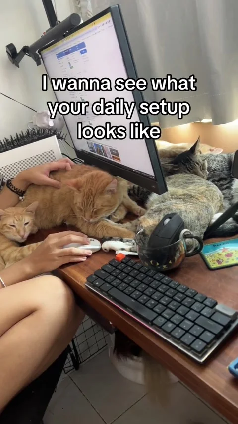 Daily Computer Setup Includes Lots Of Cats, Quezon City, Metro Manila, Philippin Stock Footage 253416337
