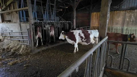 Daily cows in barn Stock Footage 274136769