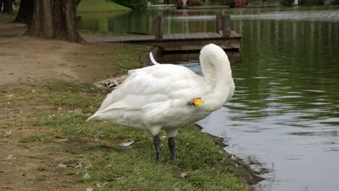 The daily feather preening of swans by the waterside Stock Footage 305800548