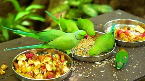 The daily feeding time in an aviary with multiple green parakeets enjoying seeds 動画素材 311667272