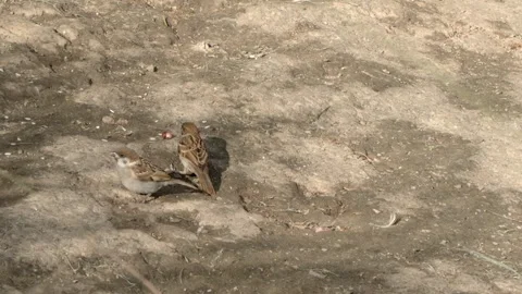 The Daily Foraging Time of Sparrows Stock Footage 305792152