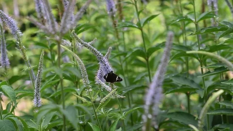 Daimyo Skipper Butterfly &amp; Culver's root flowers Stock Footage 83164608