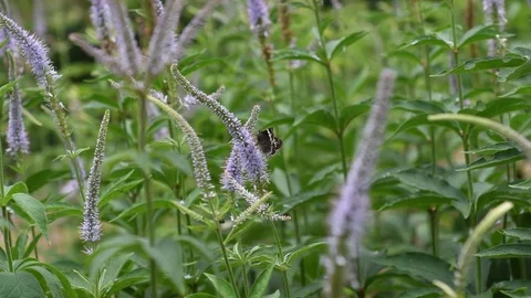 Daimyo Skipper Butterfly &amp; Culver's root flowers Stock Footage 83164615