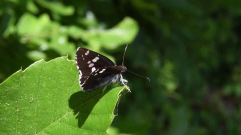 Daimyo Skipper Butterfly sitting Stock Footage 82671199