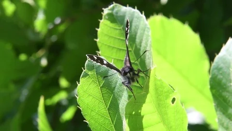 Daimyo Skipper Butterfly sitting Stock Footage 82671208