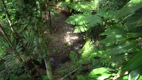 Daintree creek through trees 스톡 동영상 259755544