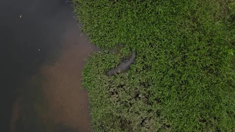 Daintree Forest Australia Crocodile Sleeping Caught On Drone Stock Footage 261558997