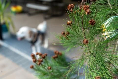 Daintree Pine Cones in focus with strong bokeh of a dog in the background Stock Photos