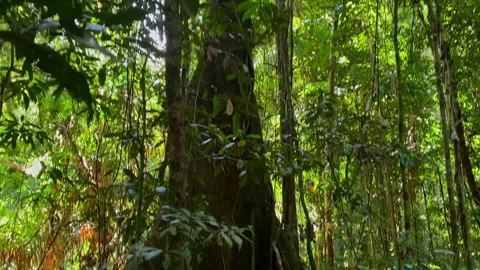 Daintree Rainforest Stock Footage 321117487