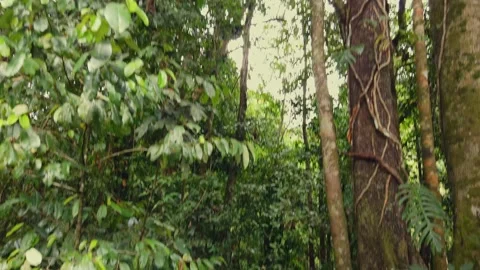 Daintree Rainforest - Mossman Gorge 3 Vidéo 321117548