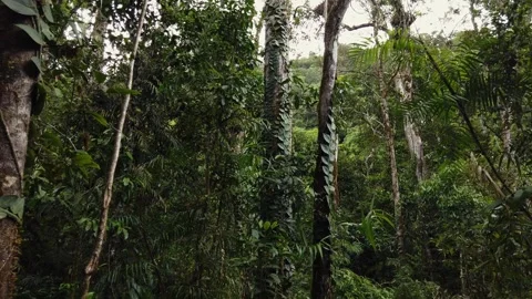 Daintree Rainforest - Mossman Gorge Stock Footage 321117547