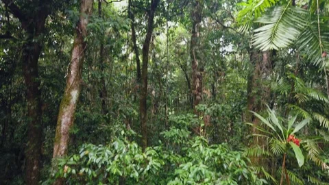 Daintree Rainforest - Mossman Gorge Vidéo 321117597
