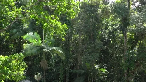 Daintree Rainforest Skywalk One Stock Footage 259755510
