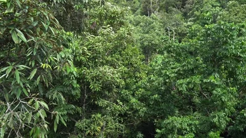 Daintree Rainforest Skywalk Two Stock Footage 259755587
