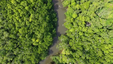 Daintree Rainforest top down aerial of creek and tree canopy, Queensland, Video stock 195998527