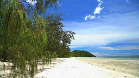 Daintree Rainforest tropical beach with sea sand and lush green foliage in Stock Footage