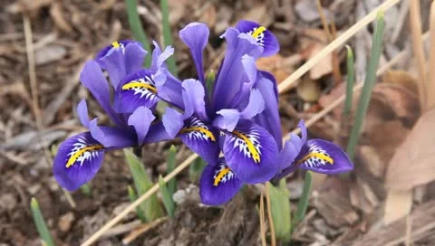 Dainty spring iris blossom Stock Footage 11019617