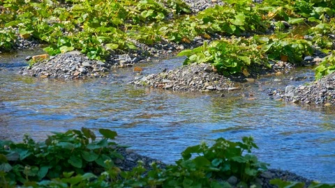 Daio Wasabi Farm and flow of the waterway in Nagano Prefecture, Japan. Video stock 104945230