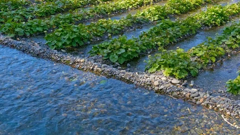 Daio Wasabi Farm and flow of the waterway in Nagano Prefecture, Japan. Stock Footage 104945278