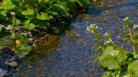 Daio Wasabi Farm and flow of the waterway in Nagano Prefecture, Japan. 動画素材 104945792