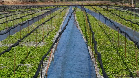 Daio Wasabi Farm and flow of the waterway in Nagano Prefecture, Japan. 스톡 동영상 104950153
