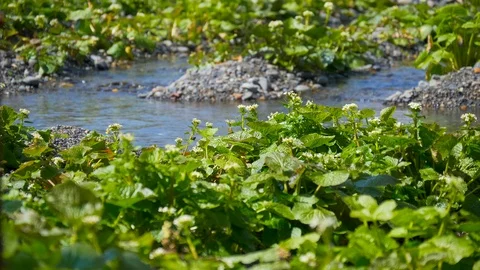 Daio Wasabi Farm and flow of the waterway in Nagano Prefecture, Japan. 스톡 동영상 104952747