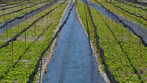 Daio Wasabi Farm and flow of the waterway in Nagano Prefecture, Japan. Stock Footage 104954818