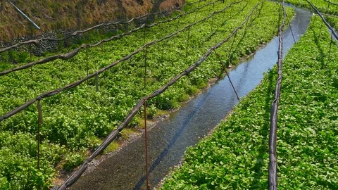 Daio Wasabi Farm and flow of the waterway in Nagano Prefecture, Japan. Stock Footage 104958225