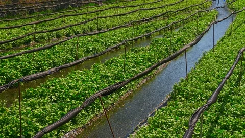 Daio Wasabi Farm and flow of the waterway in Nagano Prefecture, Japan. 動画素材 104958232