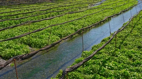 Daio Wasabi Farm and flow of the waterway in Nagano Prefecture, Japan. Stock Footage 104958309