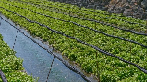 Daio Wasabi Farm and flow of the waterway in Nagano Prefecture, Japan. Stock Footage 104958524
