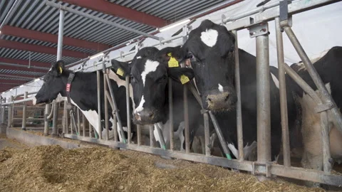 Dairy breed of cows Stock Footage 243871170