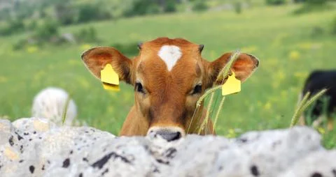 Dairy calf Foto stock