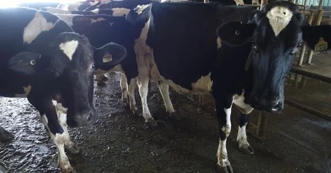 Dairy Cattle cows up close Stock Footage 75430803