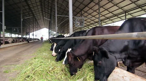 Dairy Cattle Eating Stock Footage 52439911