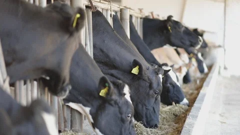 Dairy cattle eating ration 库存影片 92596349